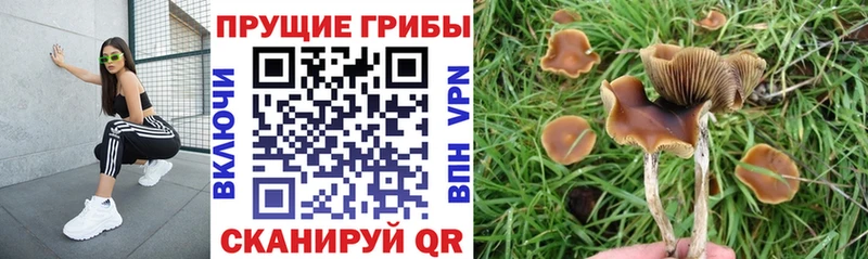 Галлюциногенные грибы MAGIC MUSHROOMS ОМГ ОМГ ссылка Кашин